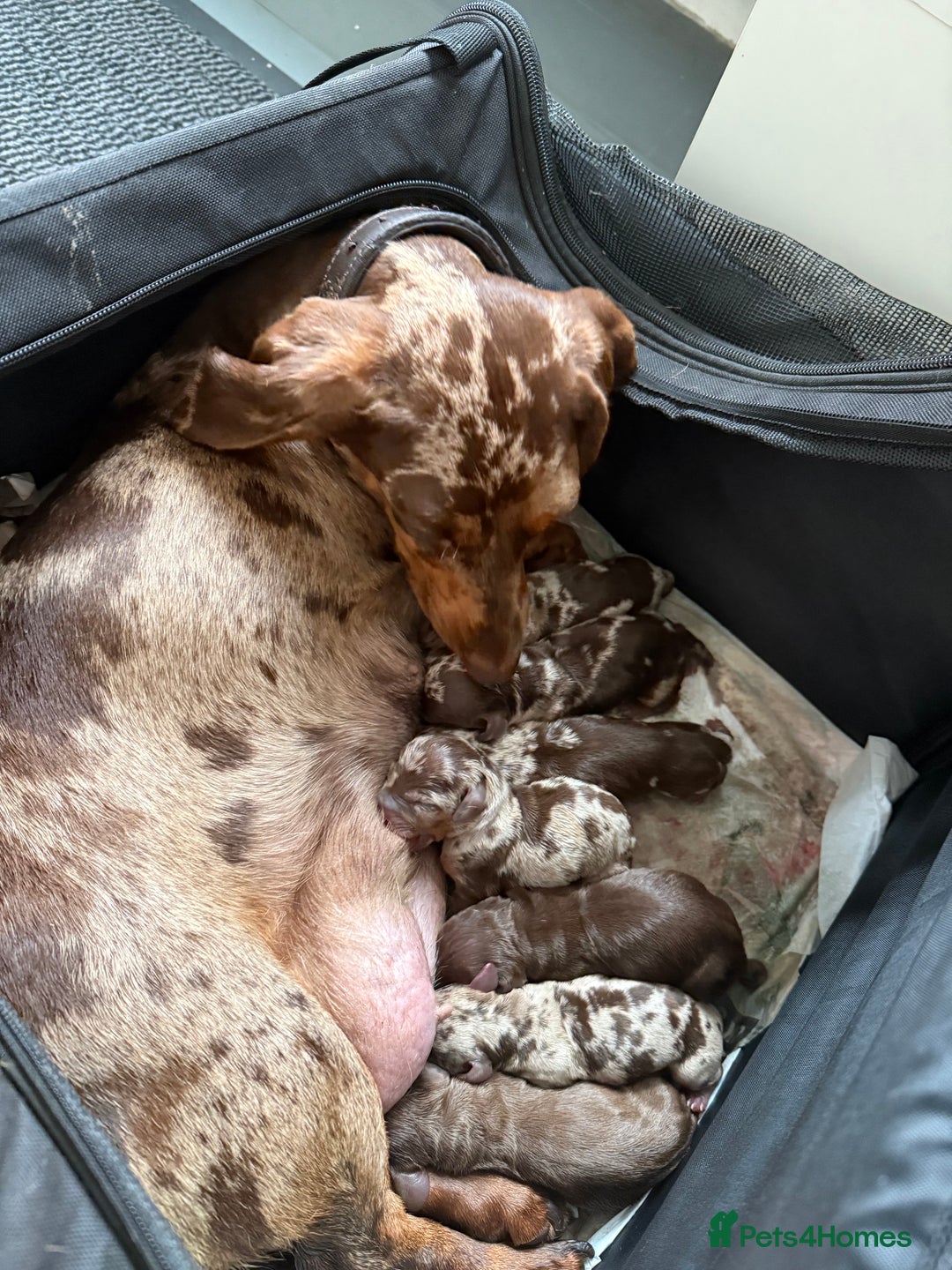 Miniature Dachshund dogs for sale: KC PRA chocolate dapple miniature dachunds  - Image 5