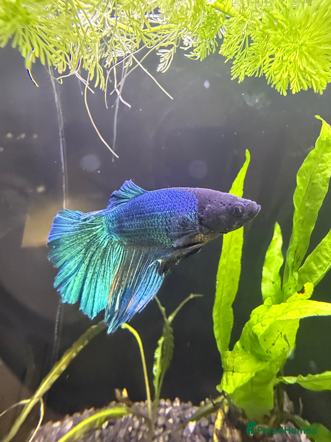 Bettas fish for sale: Few bettas available  - Advert 2