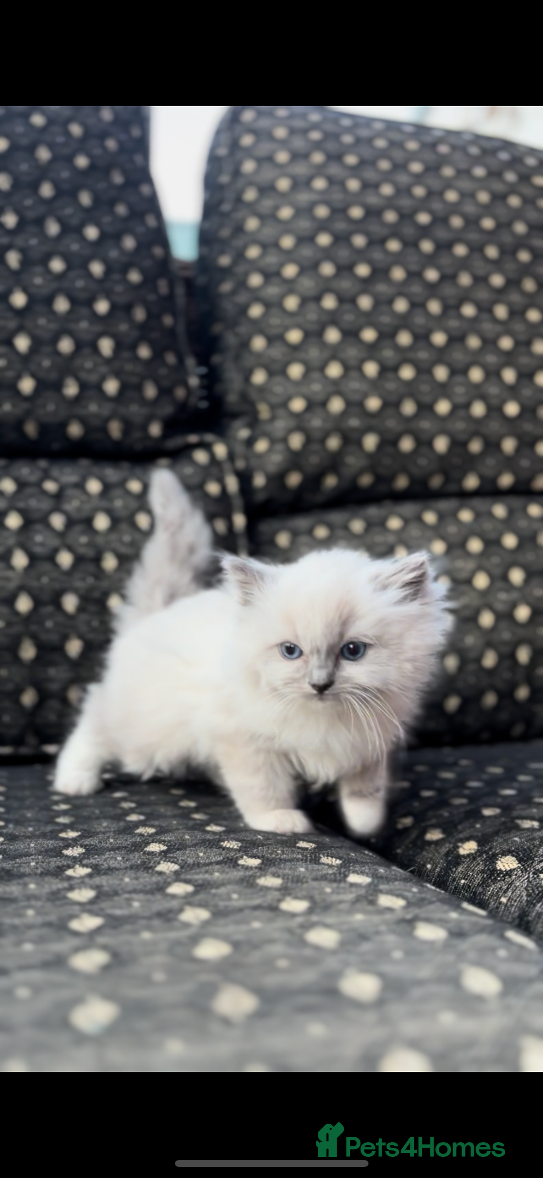 Ragdoll cats for sale: 🌟TICA🌟Champion Ragdoll🏆🏆🏆 - Advert 8