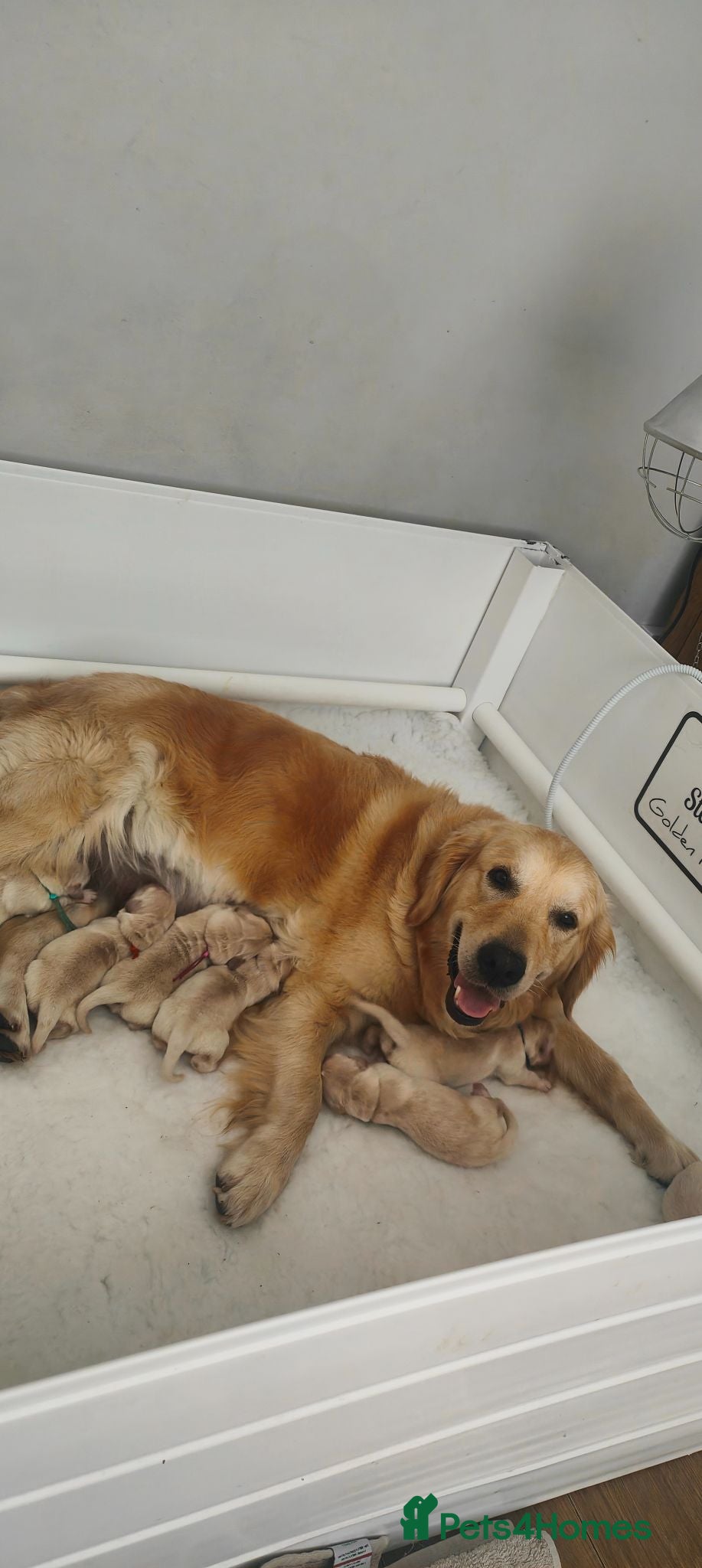 Golden Retriever dogs Stunning KC chunky show golden retriever puppies  - Advert 1