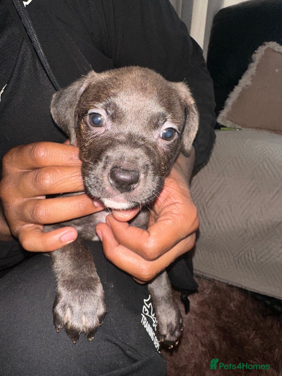 Mixed Breed dogs for sale: Mixed breed for cheap  - Image 2