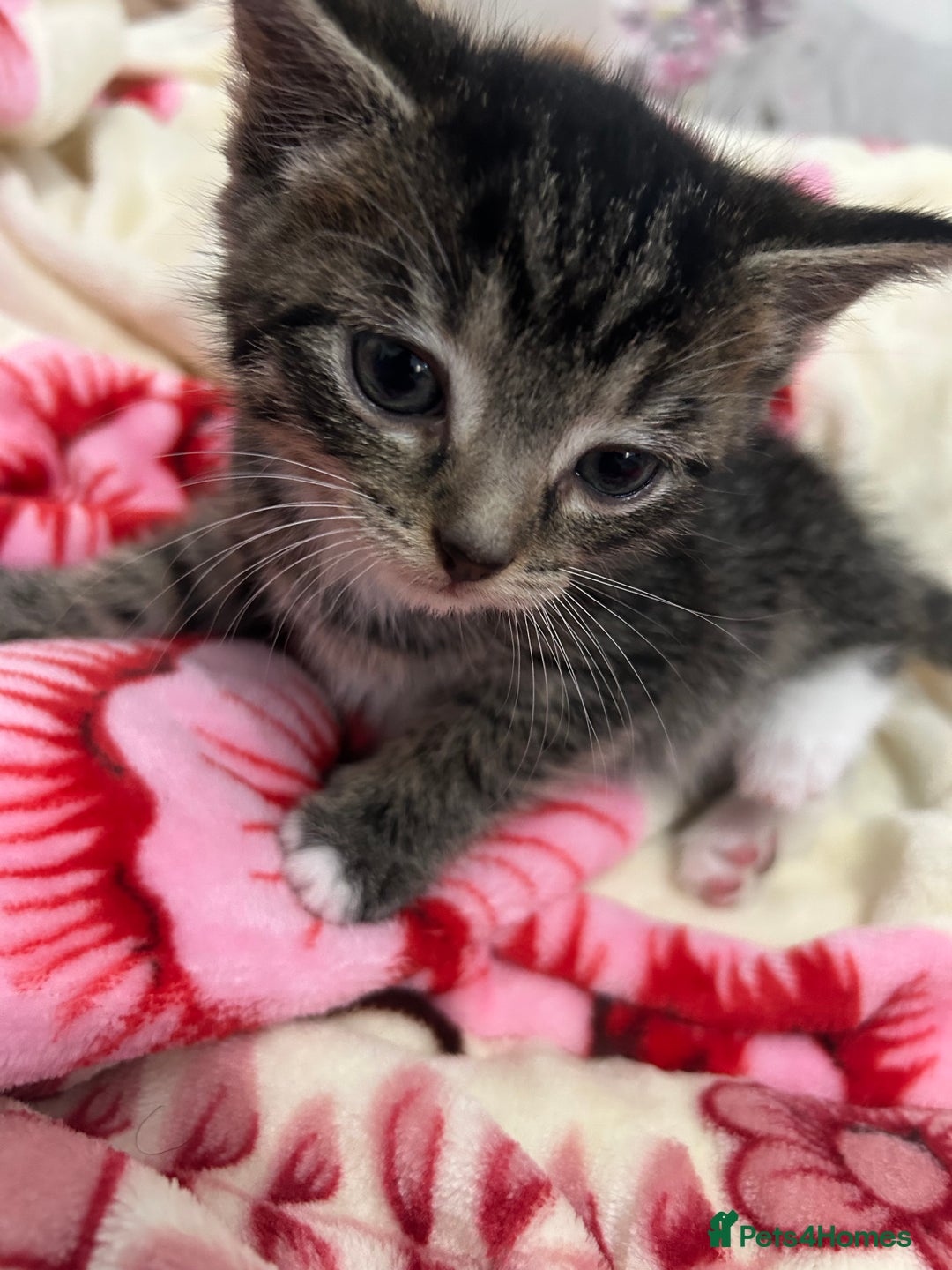 British Shorthair cats for sale: 4 tabby kittens for sale (2 boys 2 girls) - Advert 17