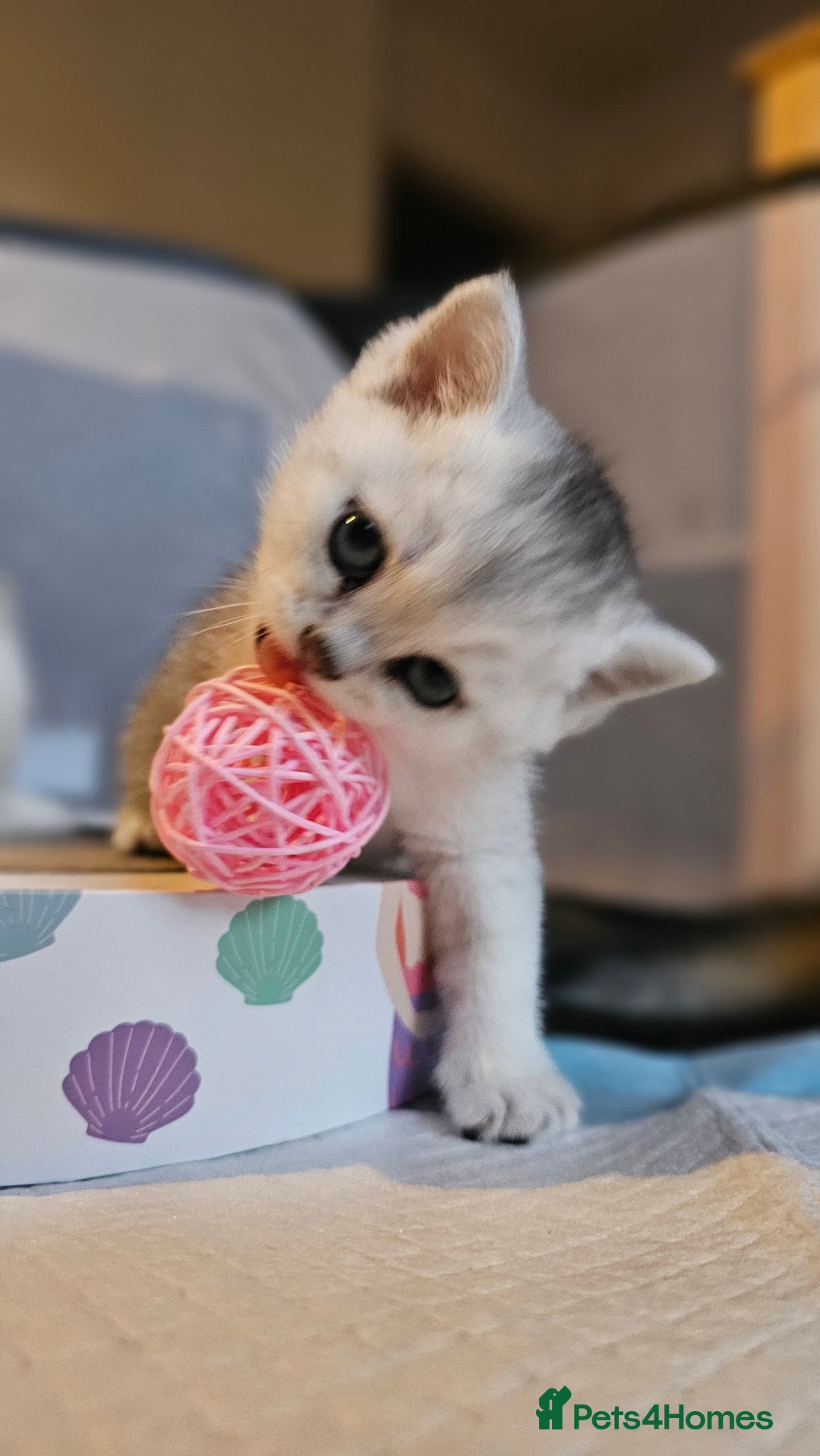 British Shorthair cats for sale: British Shorthair Kittens – Golden & Silver Shaded - Image 37