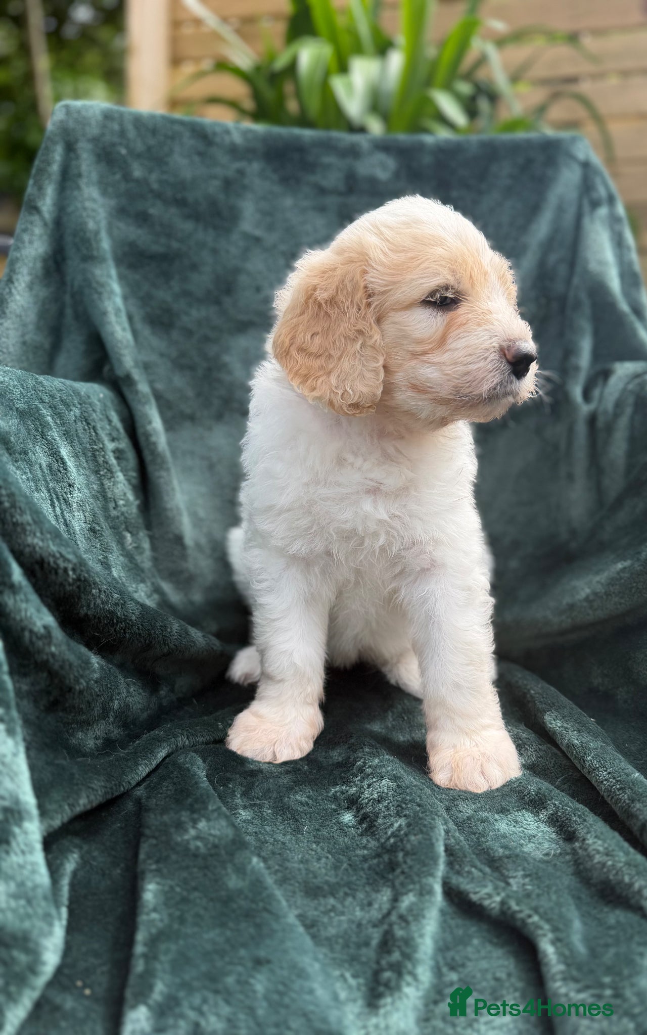 Mixed Breed dogs Exceptional Pyrenees Doodle Puppies   - Advert 2