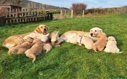 Golden Retriever dogs for sale: 7 months old Golden Retriever - Image 10