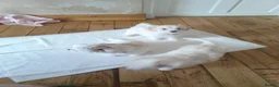 Maltese dogs for sale: 2 female Maltese puppies - Advert 12