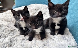 Mixed Breed cats for sale: Beautiful Tuxedo black and white kittens  - Image 3