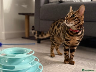 Bengal cats - Advert 1