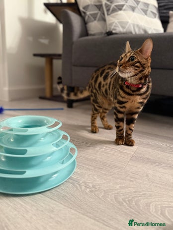 Bengal cats - Advert 1