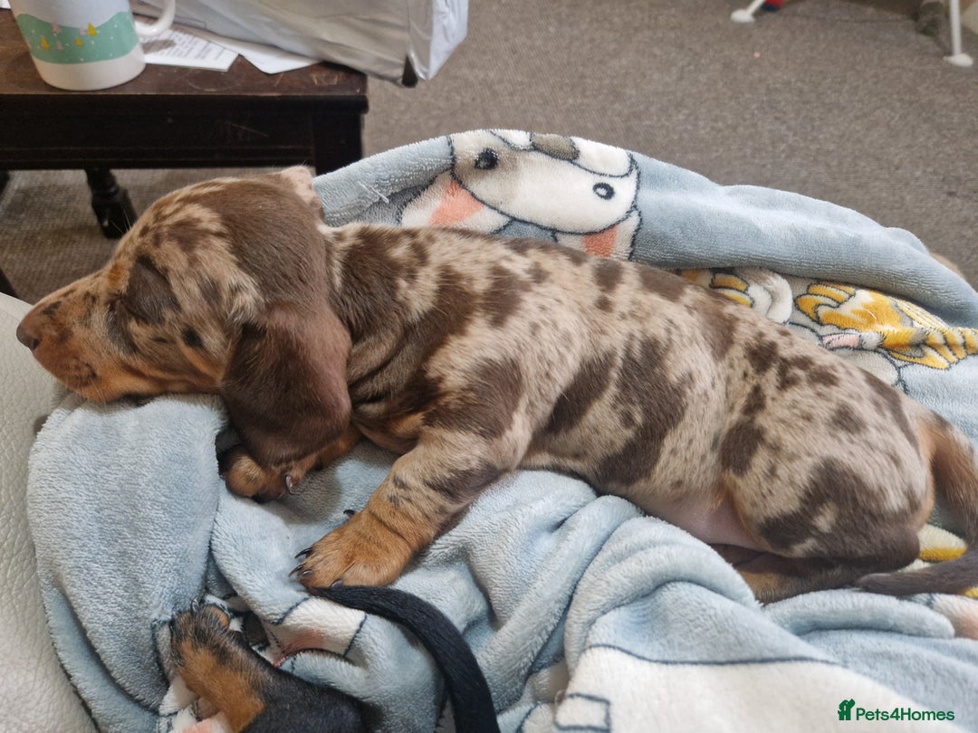 Miniature Dachshund dogs for sale: 2 adorable chunky miniature dachshund  - Advert 17