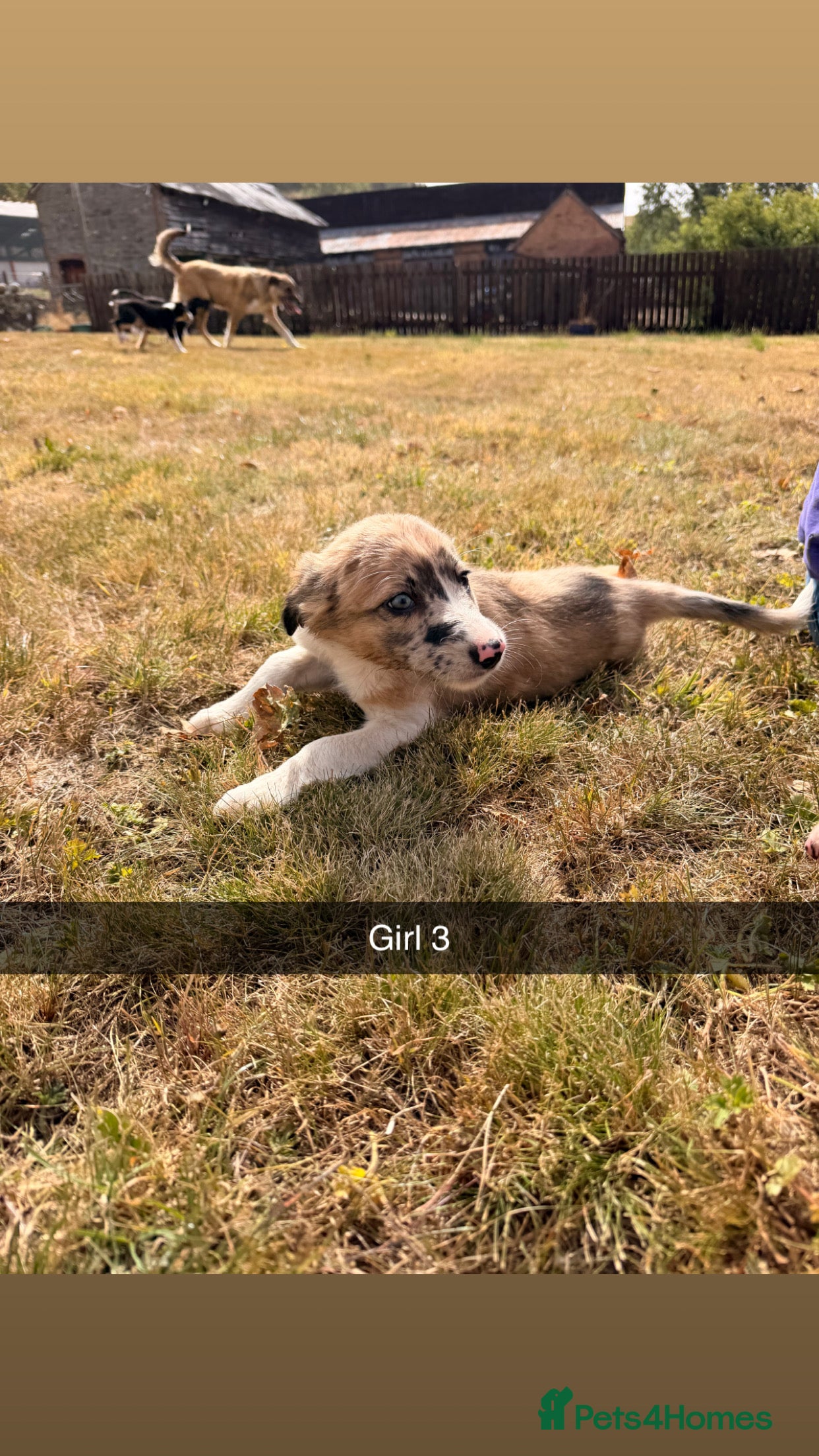 Border Collie dogs Stunning collie puppies for sale - Advert 2
