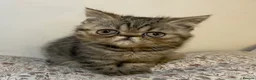 Exotic cats for sale: Exotic Persians  - Advert 1