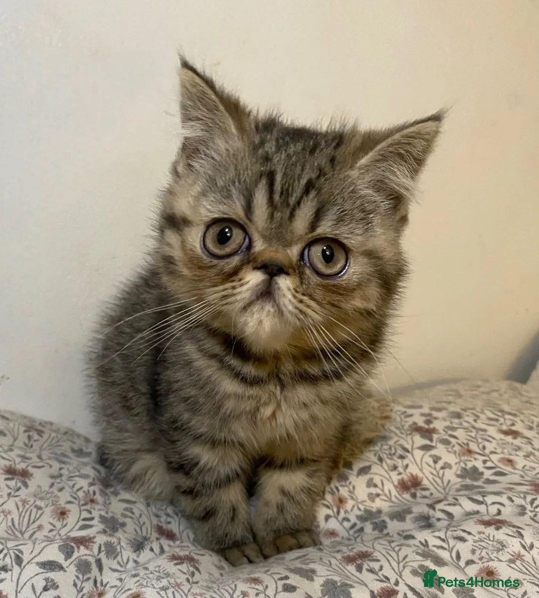 Exotic cats for sale: Exotic Persians  - Advert 1