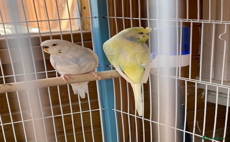 Budgerigars birds - Advert 1