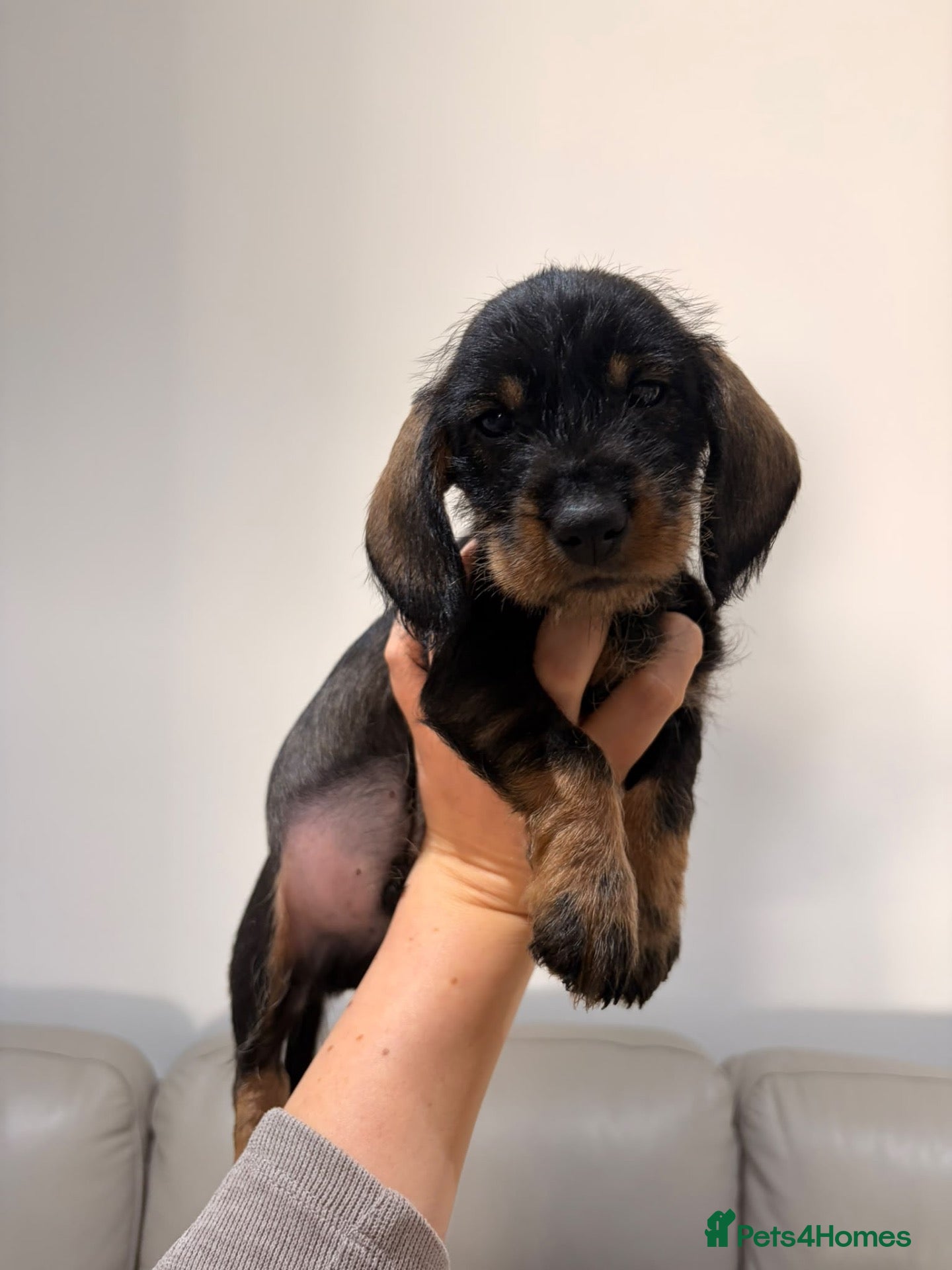 Dachshund dogs Standard quality wire dachshunds  - Advert 2