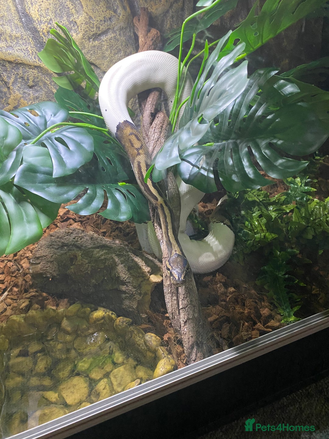 Python Snake reptiles for sale: Pied ball Python for sale  - Image 6