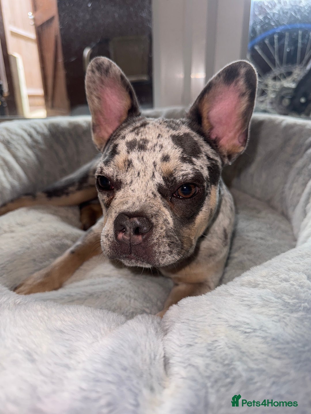 French Bulldog dogs for sale: Merle Female Frenchie For Sale  - Image 3