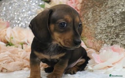 Miniature Dachshund dogs for sale: KC Registered Miniature Dachshund Puppies - Image 24