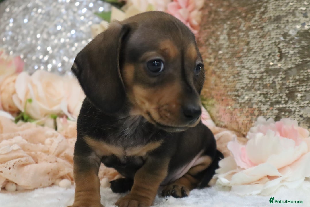 Miniature Dachshund dogs for sale: KC Registered Miniature Dachshund Puppies - Image 24