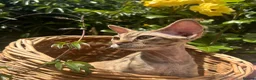 Devon Rex cats for sale: ❤️ OUR LAST GIRL FROM OUR SPRING LITTER  - Advert 24