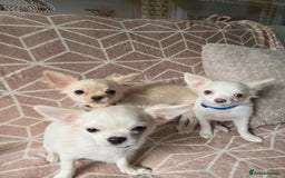 Chihuahua dogs for sale: 3 Handsome (KC) Chihuahua boys left (New photos) - Image 4