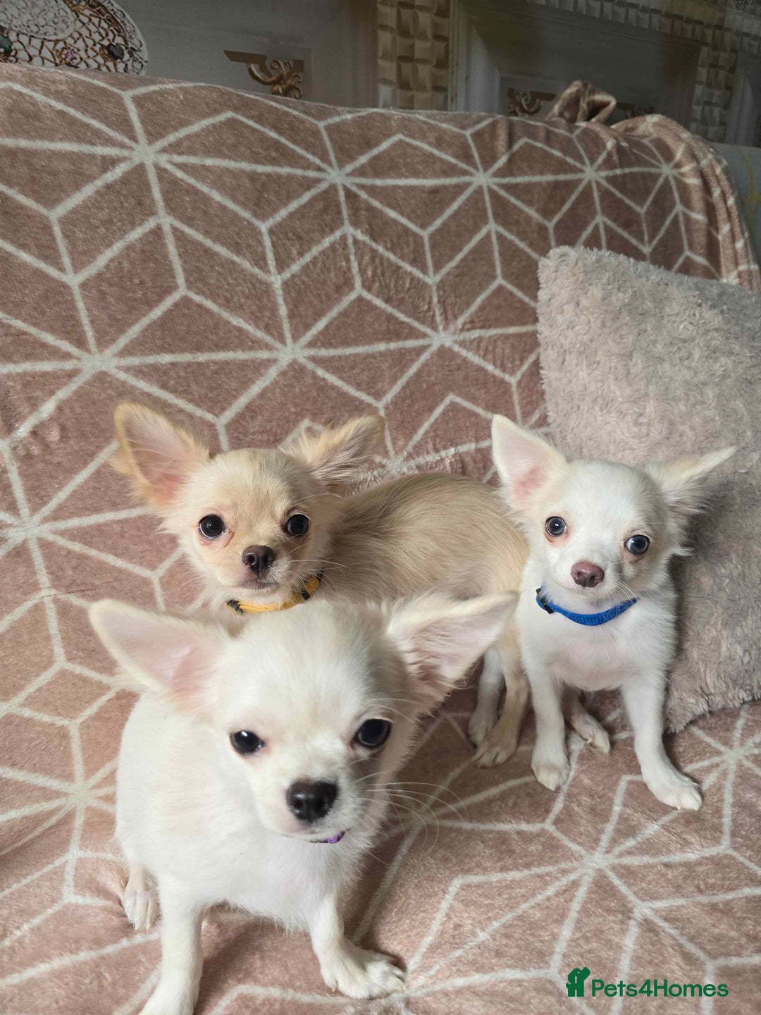 Chihuahua dogs for sale: 3 Handsome (KC) Chihuahua boys left (New photos) - Image 4