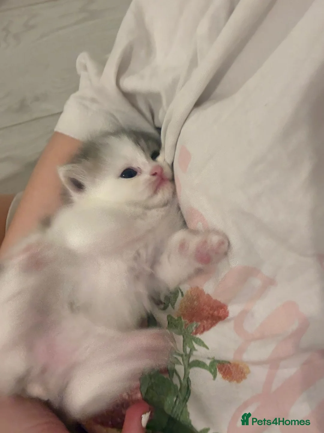 Mixed Breed cats for sale: Meet our three gorgeous half-Persian sisters  - Advert 2