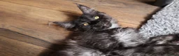 Maine Coon cats for sale: TICA Pedigree Maine coon🧬health tested - Advert 27