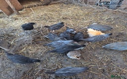 Chickens poultry for sale: Chickens and chicks for sale  - Image 5