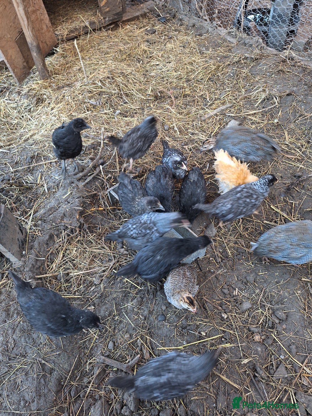 Chickens poultry for sale: Chickens and chicks for sale  - Image 5