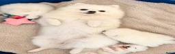 Pomeranian dogs for sale: Pomeranian puppies in London - Advert 7