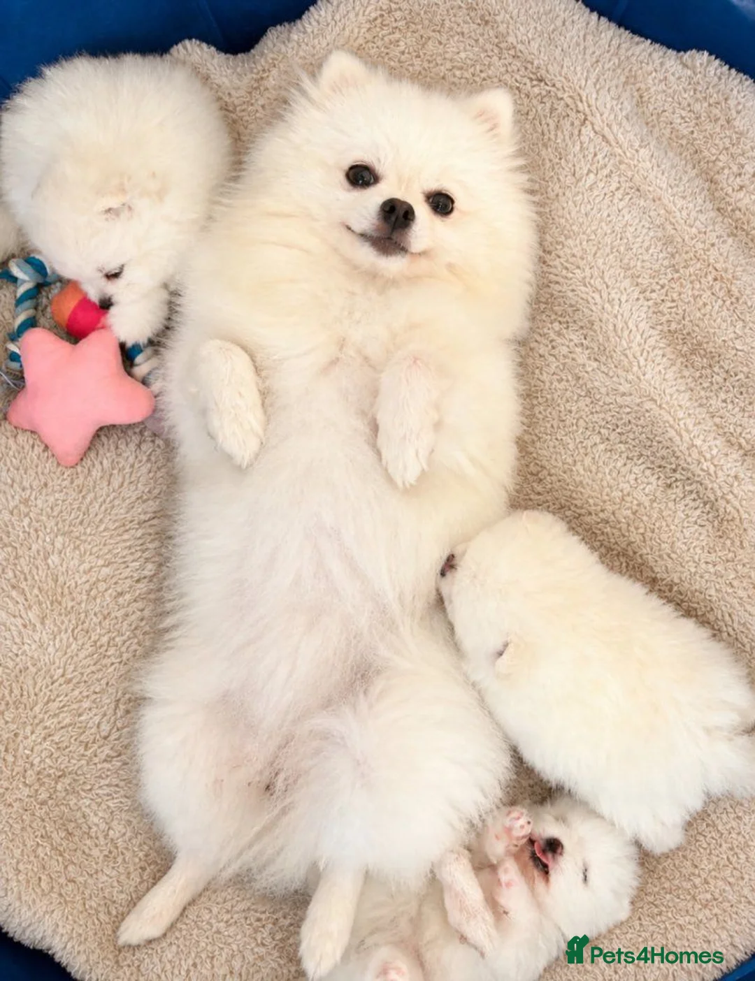 Pomeranian dogs for sale: Pomeranian puppies in London - Advert 7