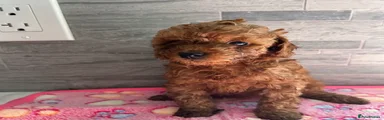 Toy Poodle 3