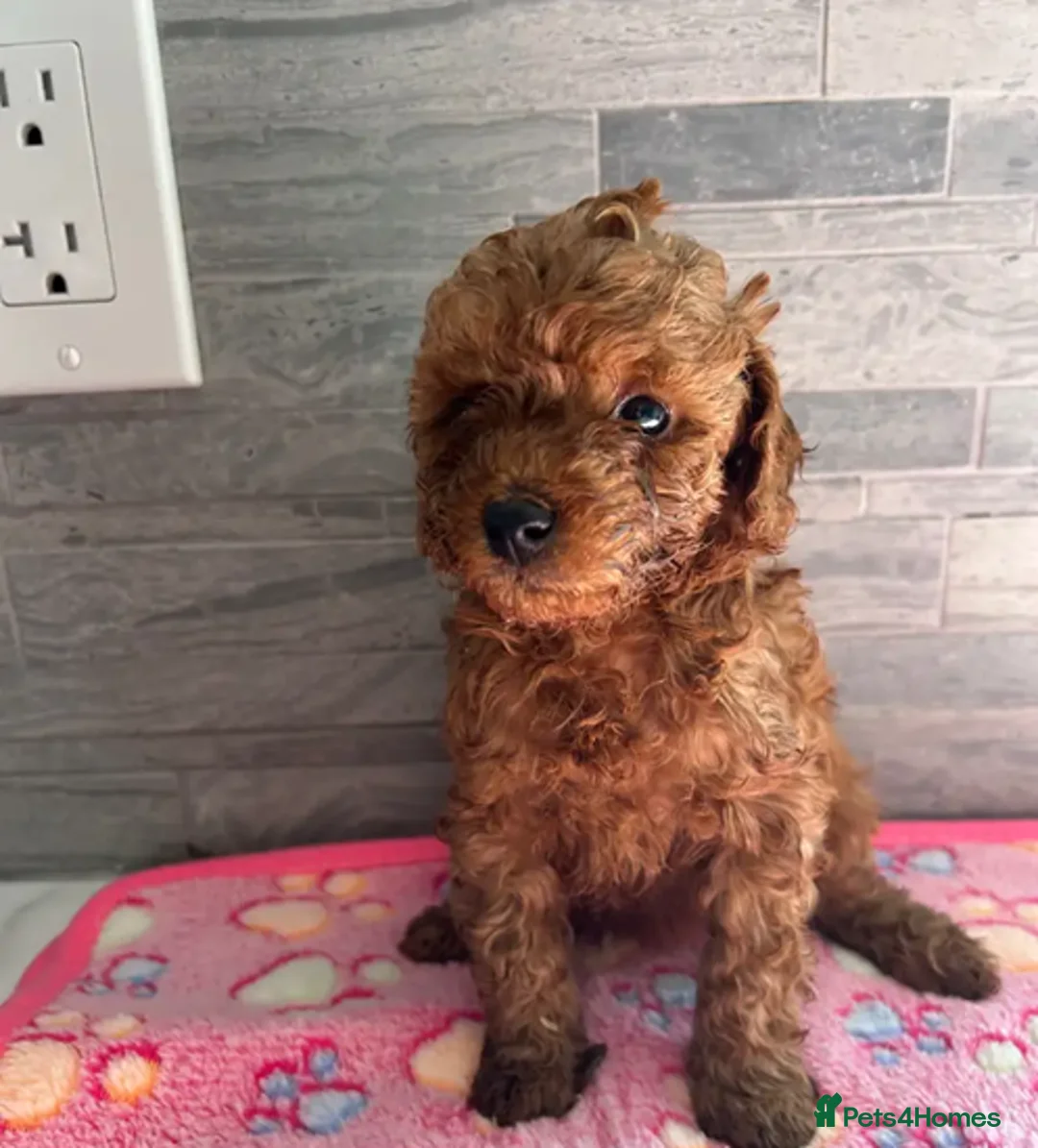 Toy Poodle dogs for sale: Poodle's toy will be fully grown 8-10 lbs - Advert 2