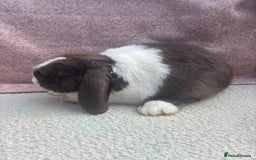 Mini Lop rabbits for sale: Pure bred mini lops - ready to leave  - Image 9