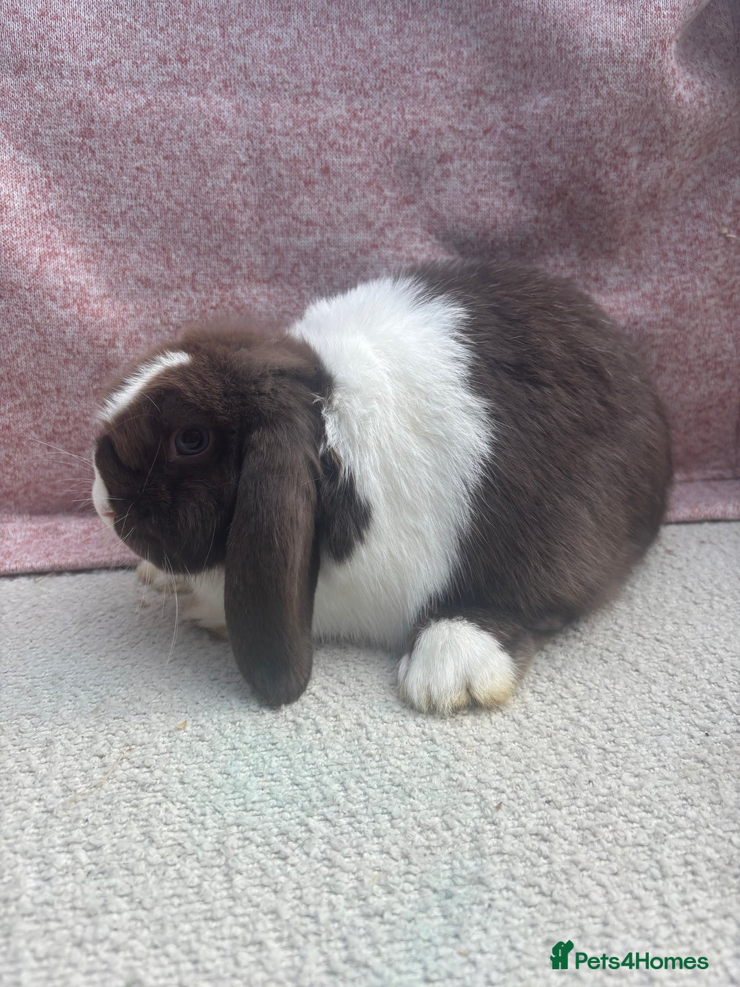 Mini Lop rabbits for sale: Pure bred mini lops - ready to leave  - Image 9