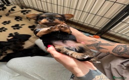 Yorkshire Terrier dogs for sale: ❤️Last girl available Miniature yorkshire terrier - Image 10