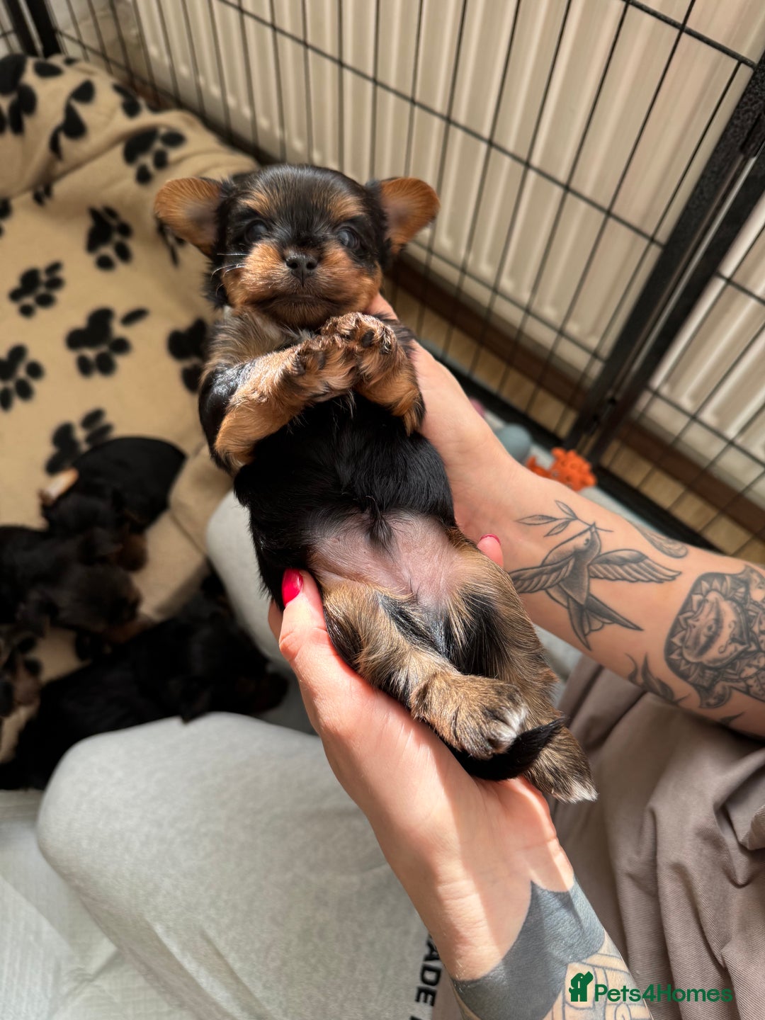 Yorkshire Terrier dogs for sale: ❤️Last girl available Miniature yorkshire terrier - Image 10