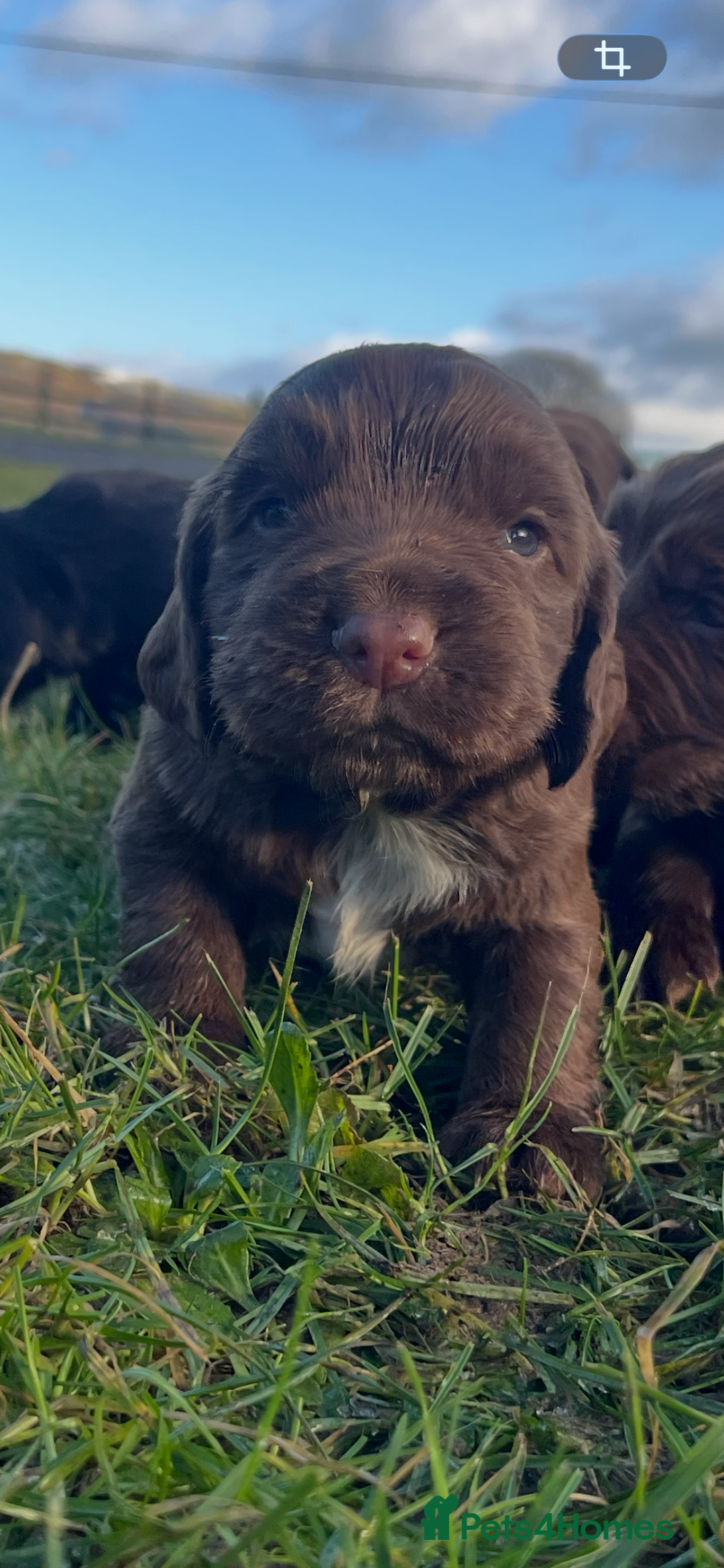 Cocker Spaniel dogs for sale: Beautiful Cockerspaniel Puppies for sale🐶 - Advert 22