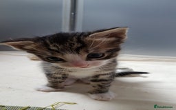 British Shorthair cats for sale: for sale 2 cheeky little monkeys  - Image 10