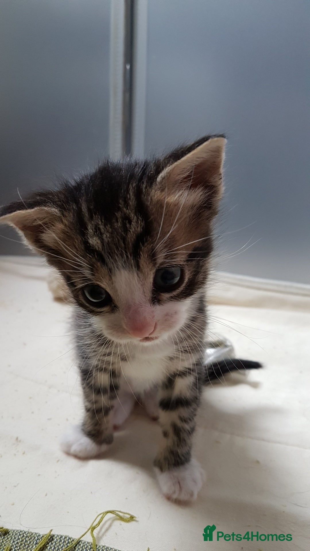 British Shorthair cats for sale: for sale 2 cheeky little monkeys  - Image 10