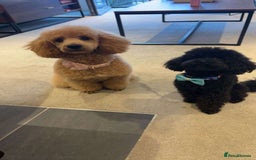 Mixed Breed dogs for sale: Miniature Poodles - Image 11