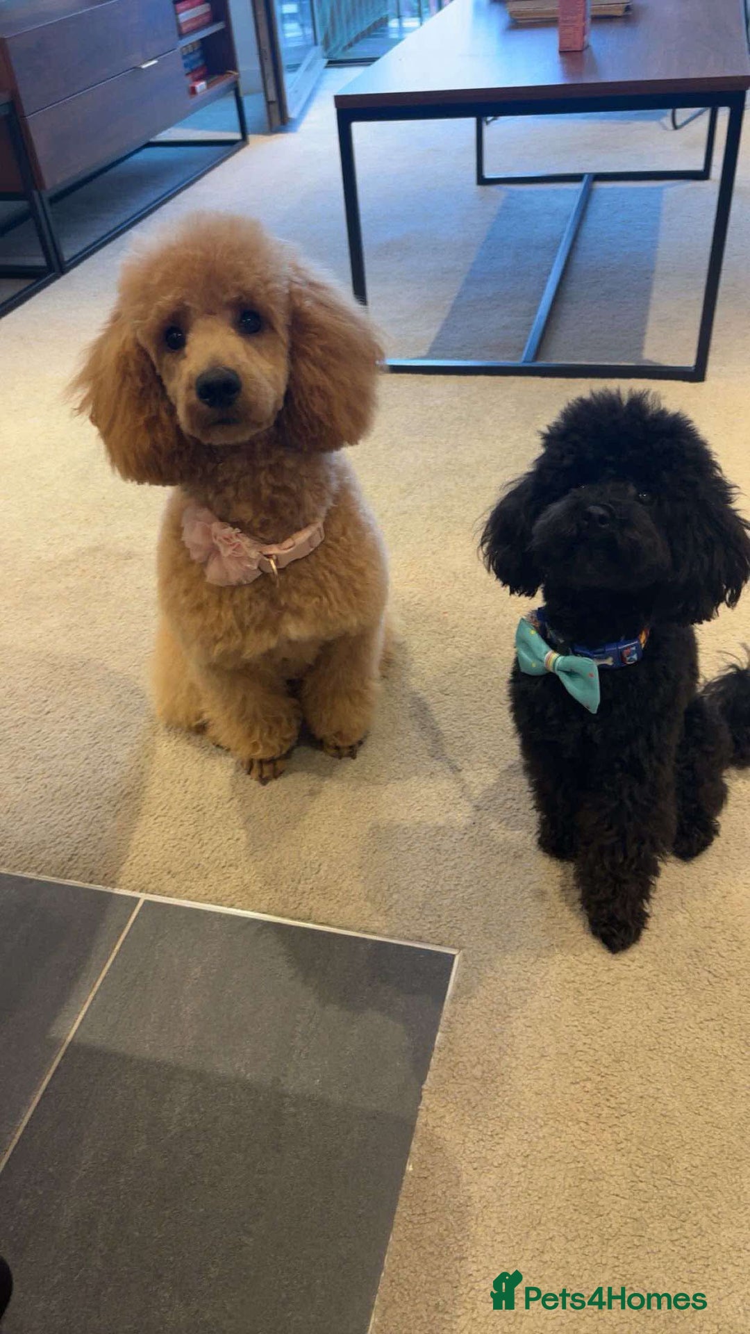 Mixed Breed dogs for sale: Miniature Poodles - Image 11