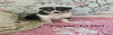 Rough Collie Puppy 4