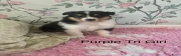 Rough Collie dogs for sale: GENETICALLY TESTED CLEAR, NON AFFECTED, LOW RISK in Hemel Hempstead - Advert 28