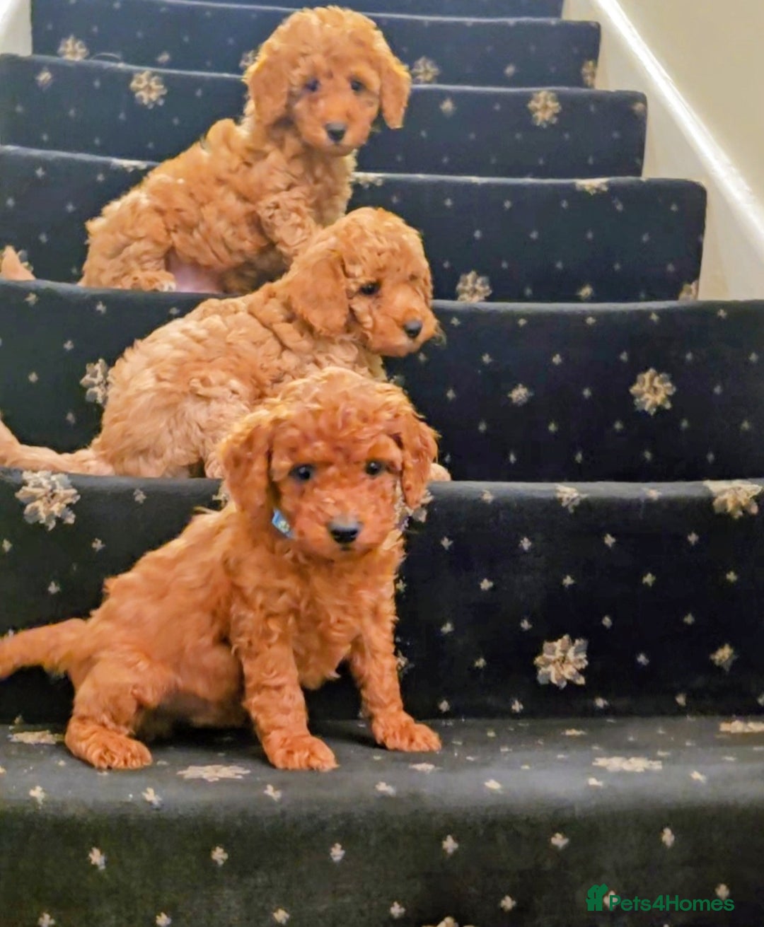 Miniature Poodle dogs for sale: MINIATURE POODLE PUPPIES.   - Advert 7