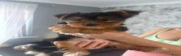 Yorkshire Terrier dogs for sale: 2 Male Yorkshire Terrier puppies  - Advert 6