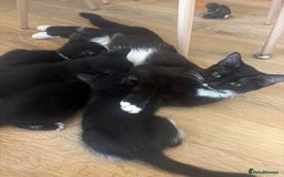 Domestic Shorthair cats for sale: Beautiful litter of kittens!  - Image 14