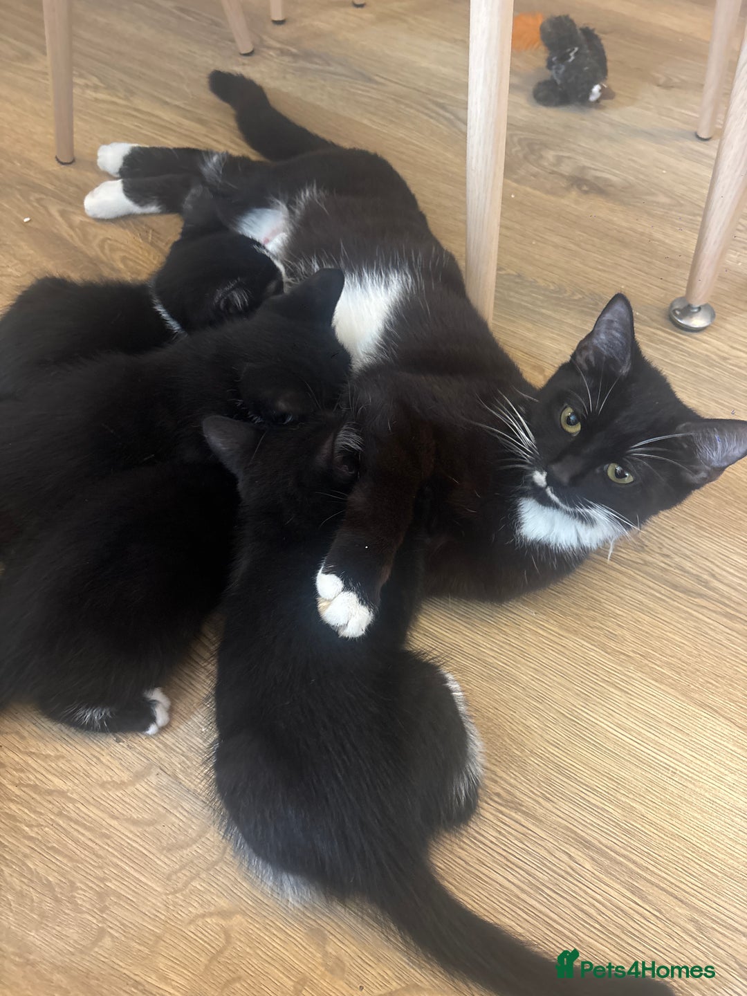 Domestic Shorthair cats for sale: Beautiful litter of kittens!  - Image 14