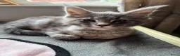 Maine Coon cats for sale: Pure bred Maine Coon kittens - Advert 5